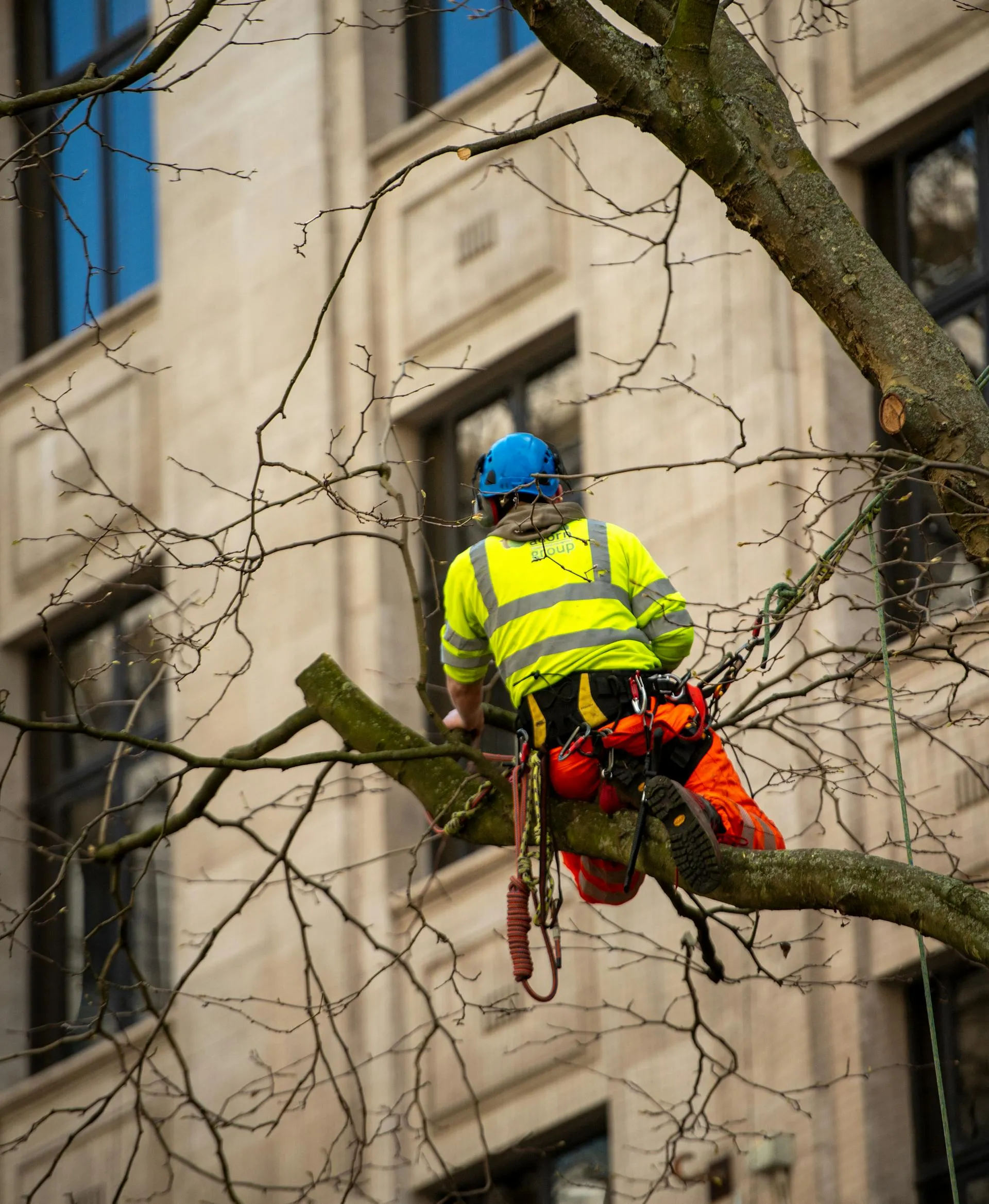 AQF Level 5 arborist with measuring tape and tablet documenting a regulated tree on an Adelaide residential property