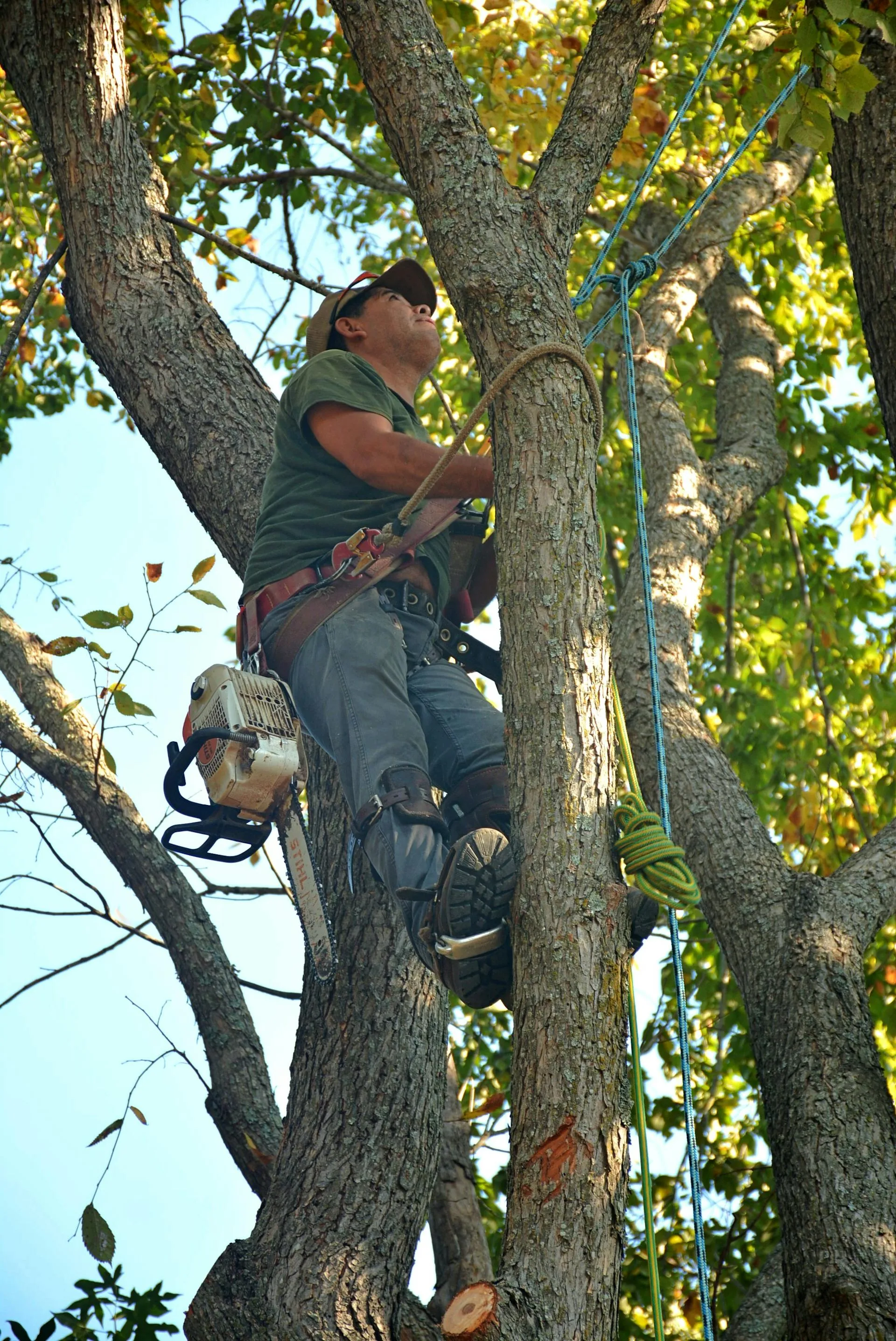 Professional arborist in helmet and safety gear climbing a tree with chainsaw for canopy work