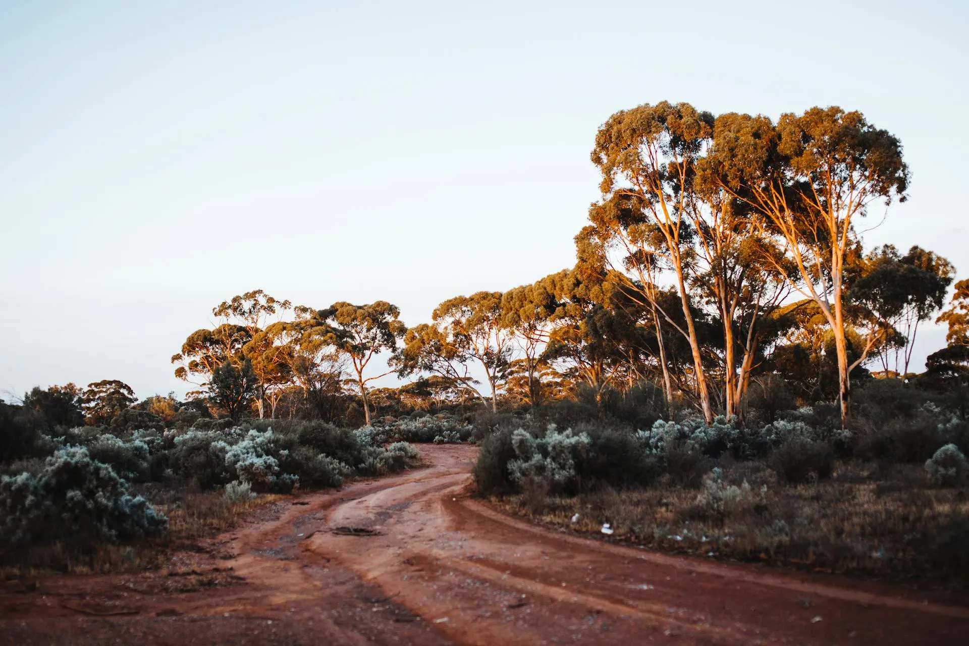 Mature sugar gum trees lining a rural pathway before removal work