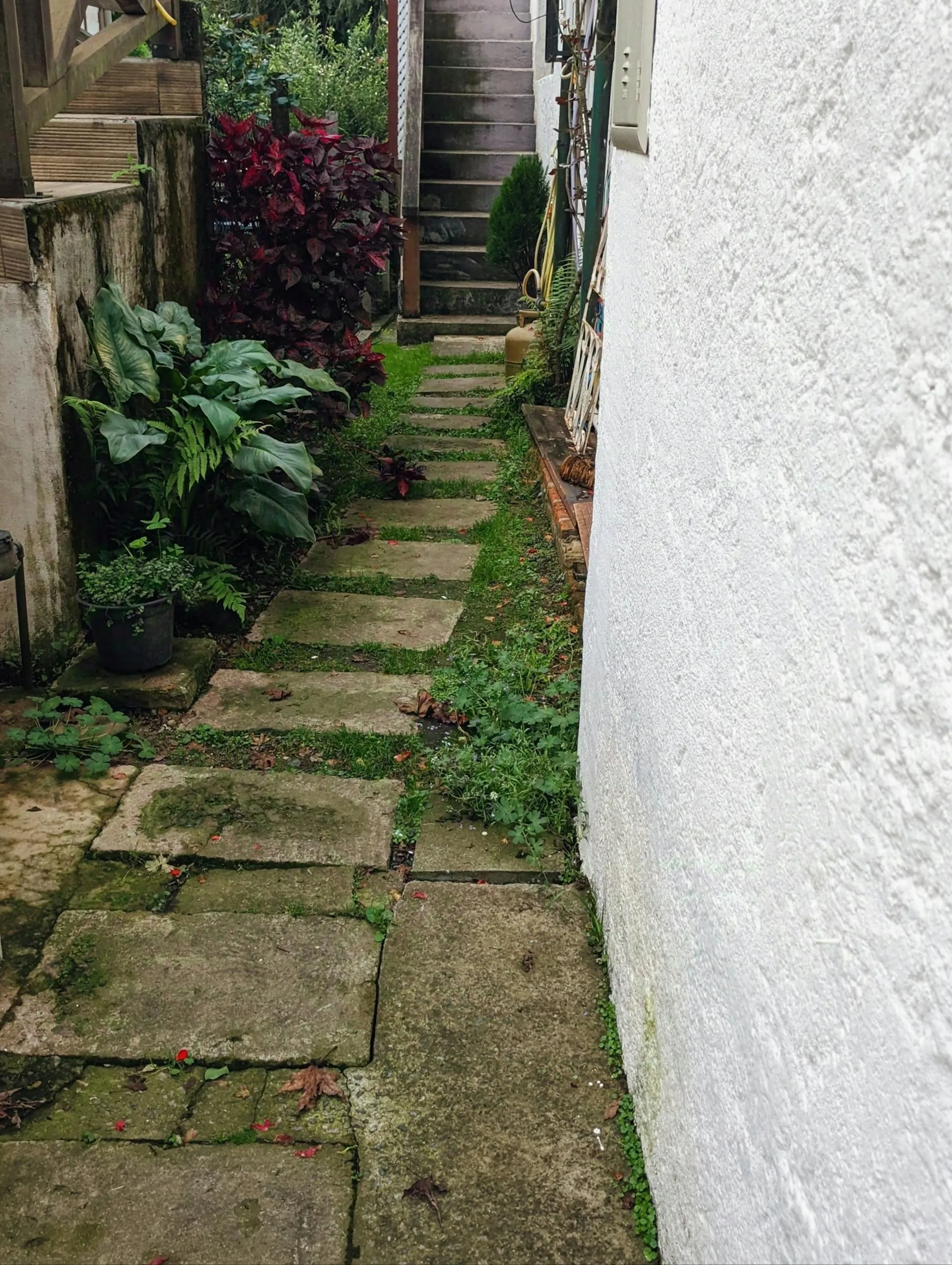 Clean garden pathway with lush green planting after stump grinding and reinstatement