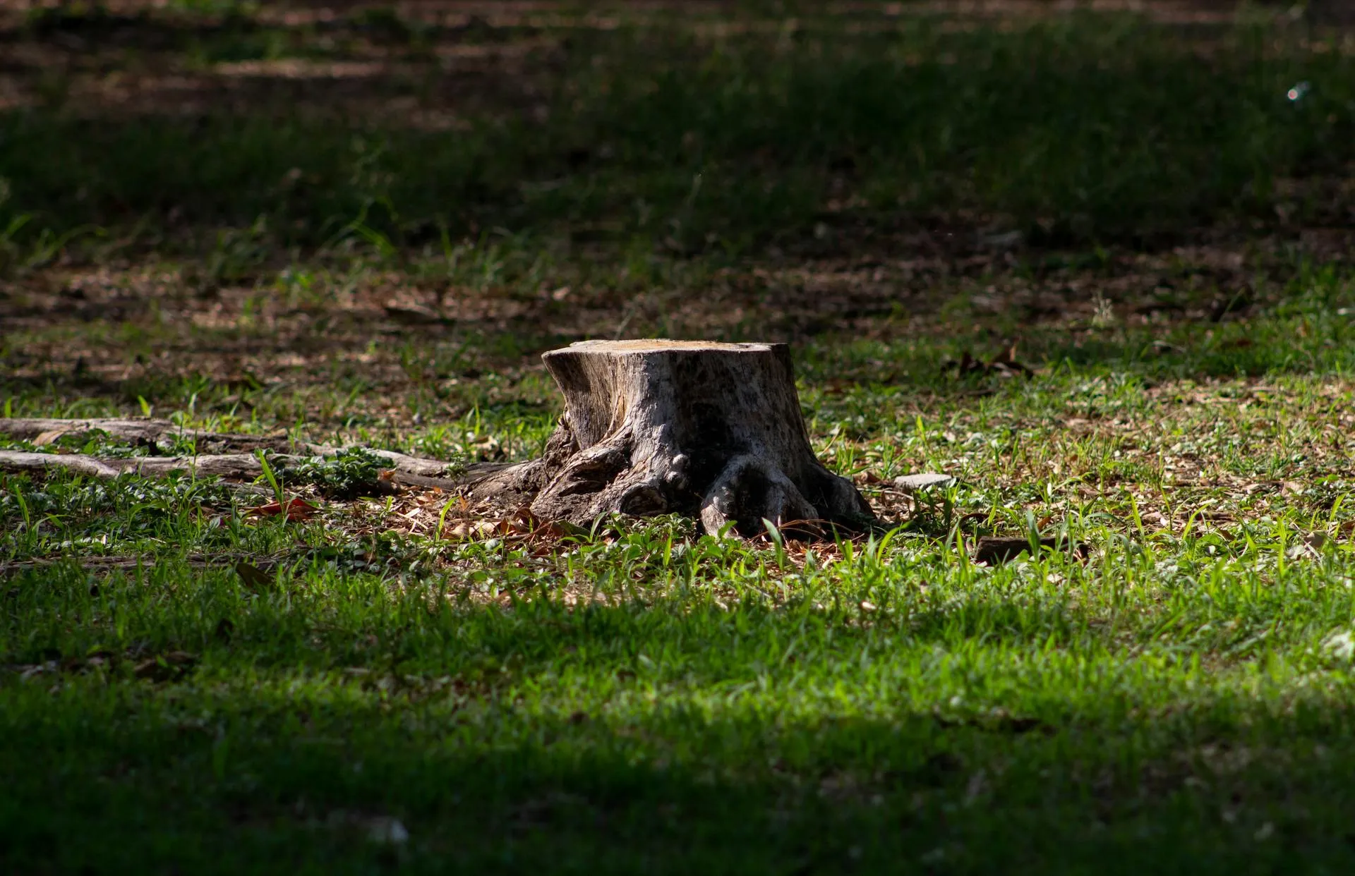 Aged tree stump on a sunlit grassy lawn before stump grinding