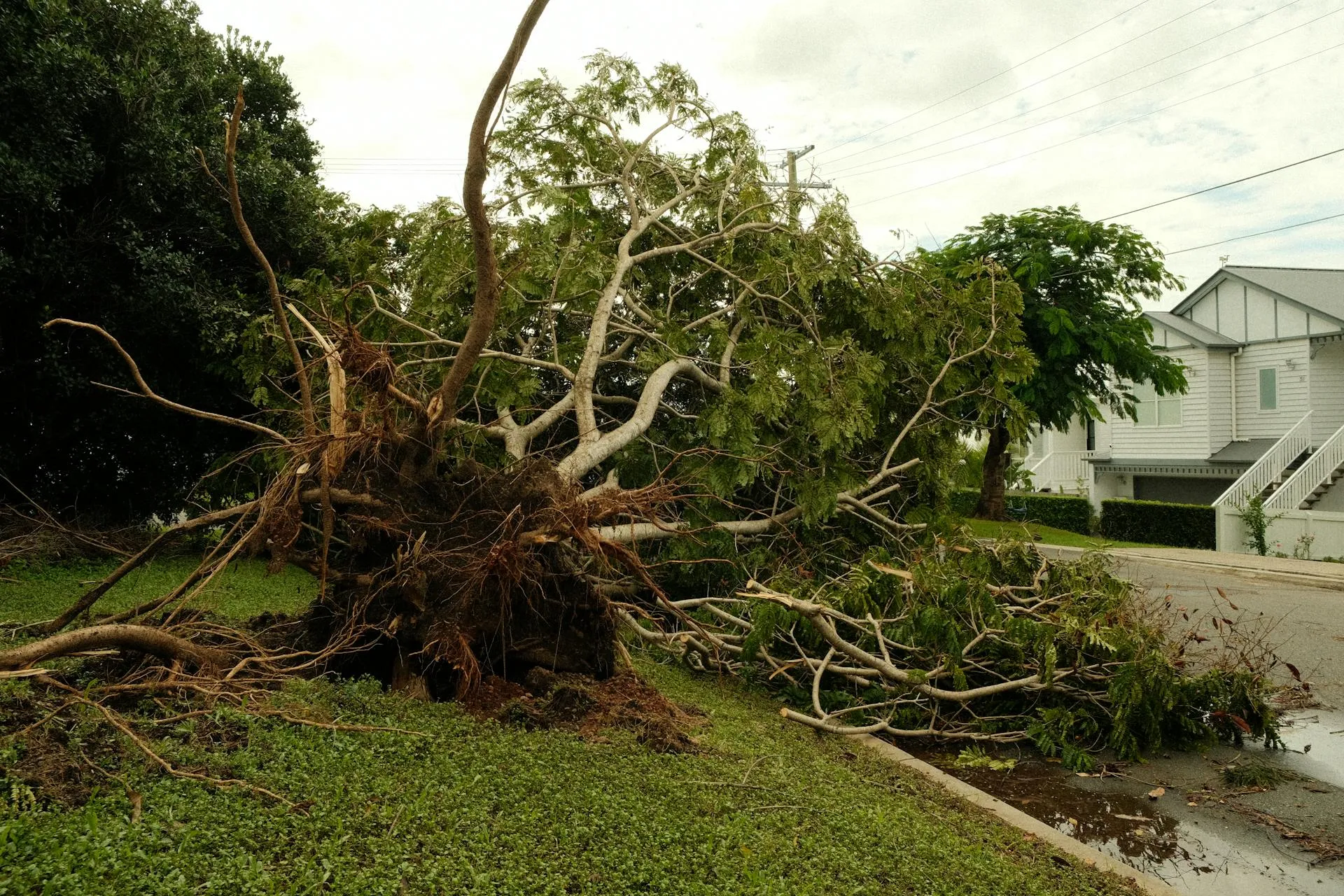 Large uprooted tree lying across a suburban street after a severe storm
