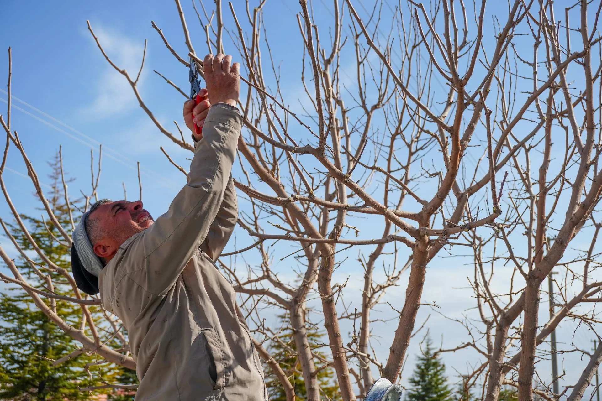 Adult arborist pruning bare fruit tree branches in a Mediterranean spring garden setting