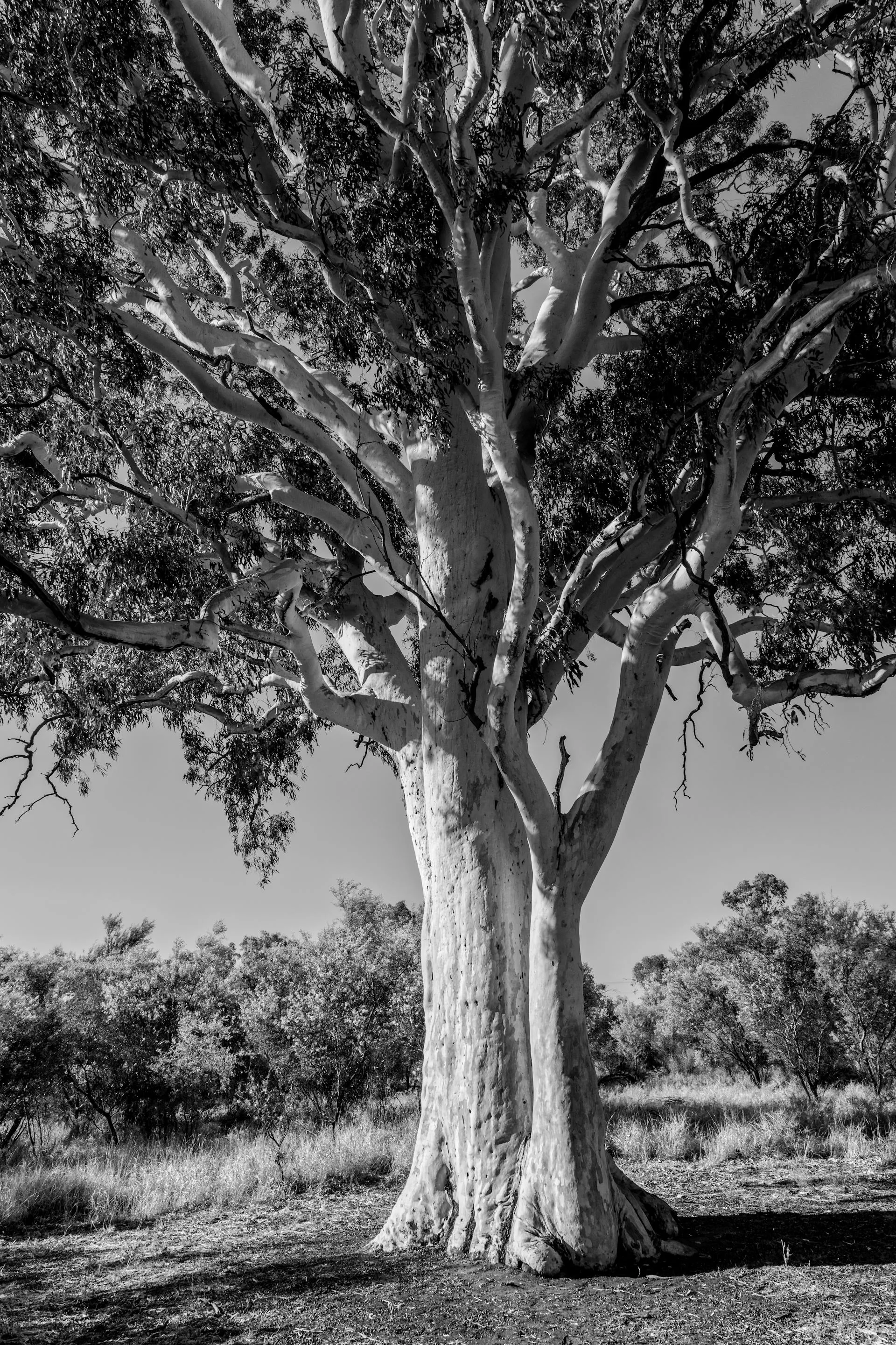 Mature river red gum towering over an Adelaide hills property at golden hour
