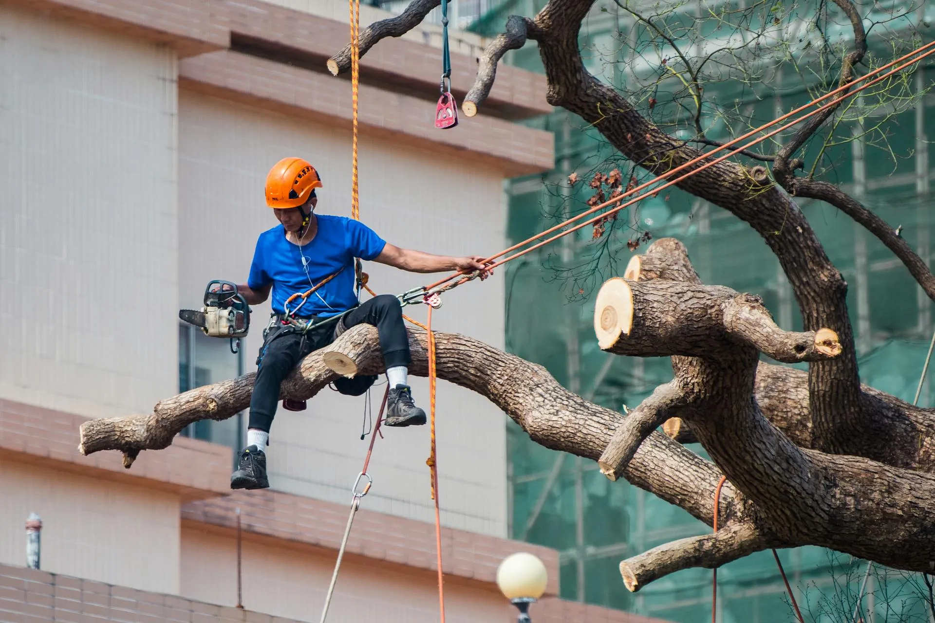 Arborist in safety harness sitting on a tree branch holding ropes and a chainsaw mid-prune
