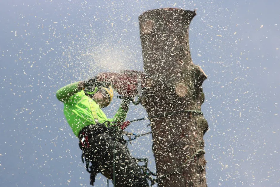 Adelaide arborist climbing a mature gum tree on a residential tree-pruning job