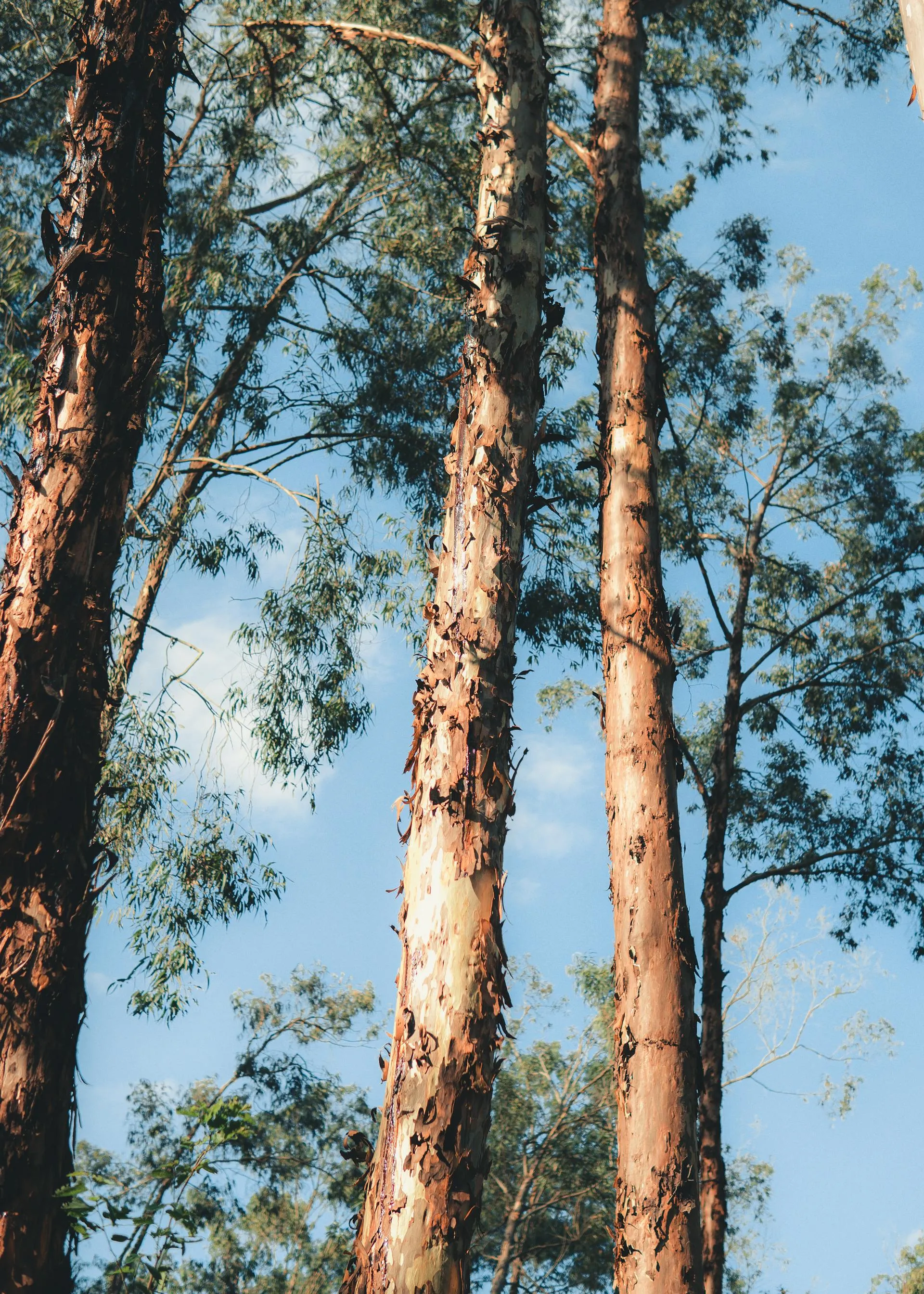 Tall mature eucalypt with peeling bark seen against a blue sky from below the canopy