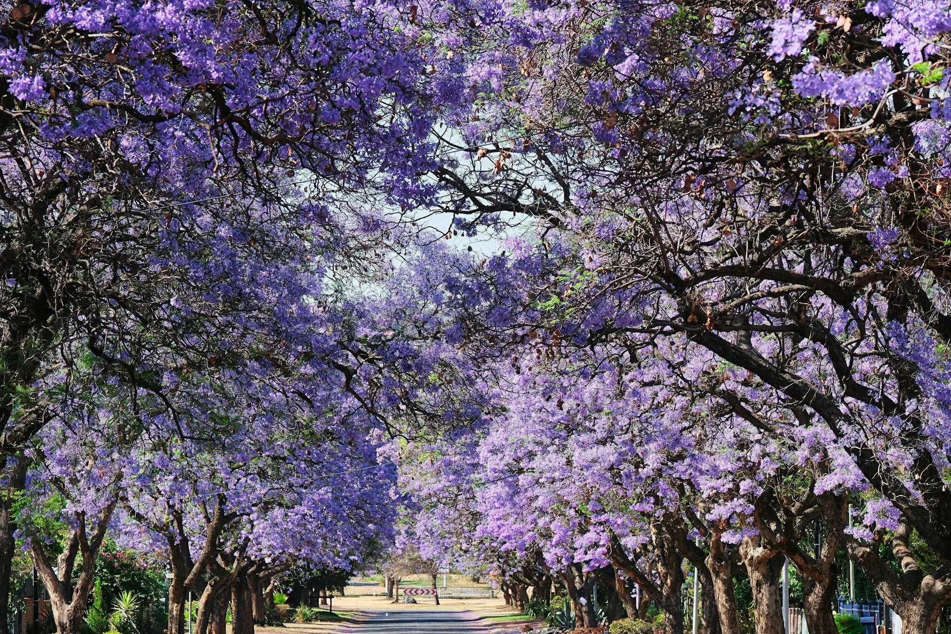Mature jacaranda in full purple bloom on a Norwood character street with heritage cottage