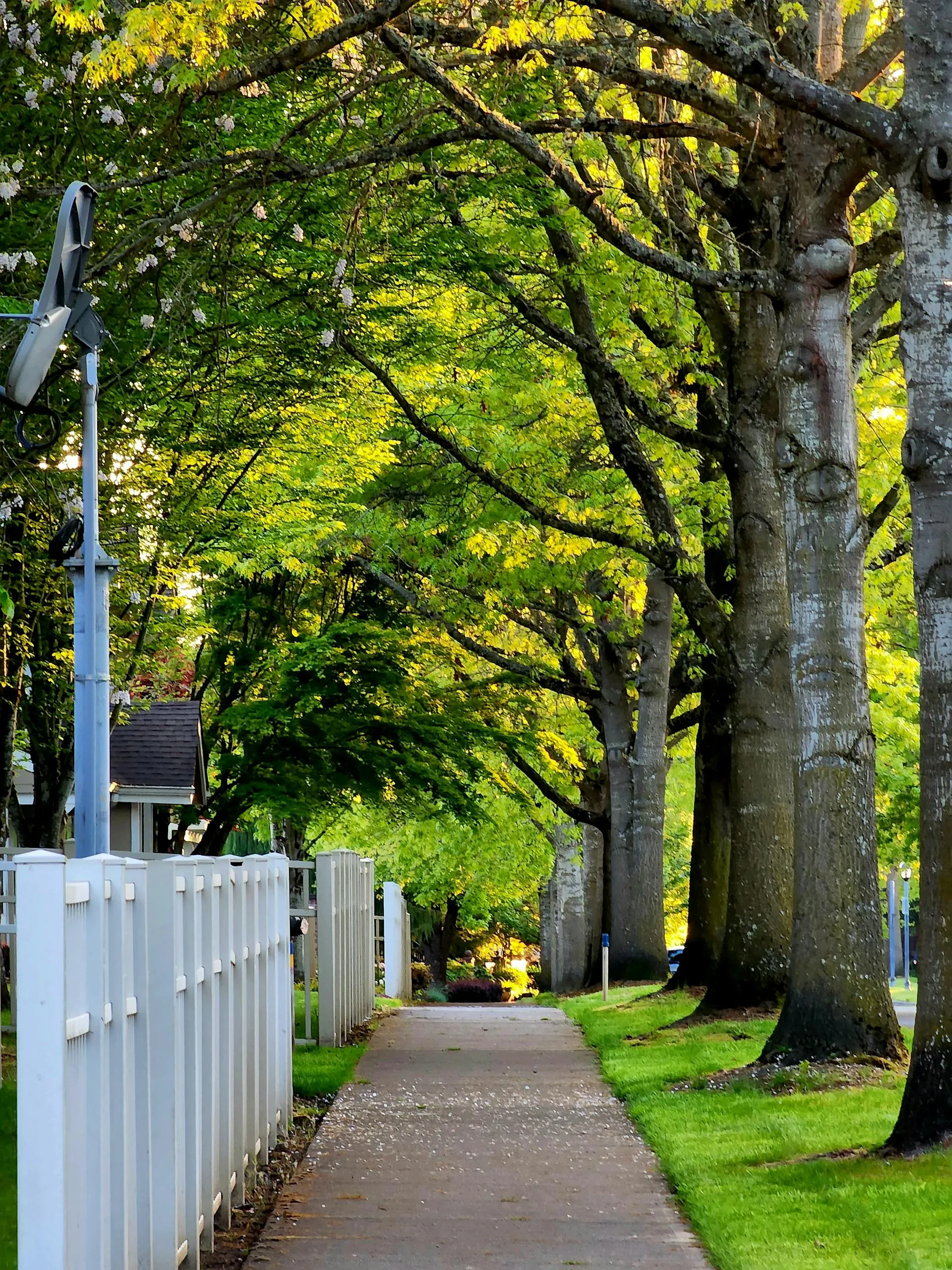 Tree canopy from a neighbouring property extending across a residential boundary fence in suburban Adelaide