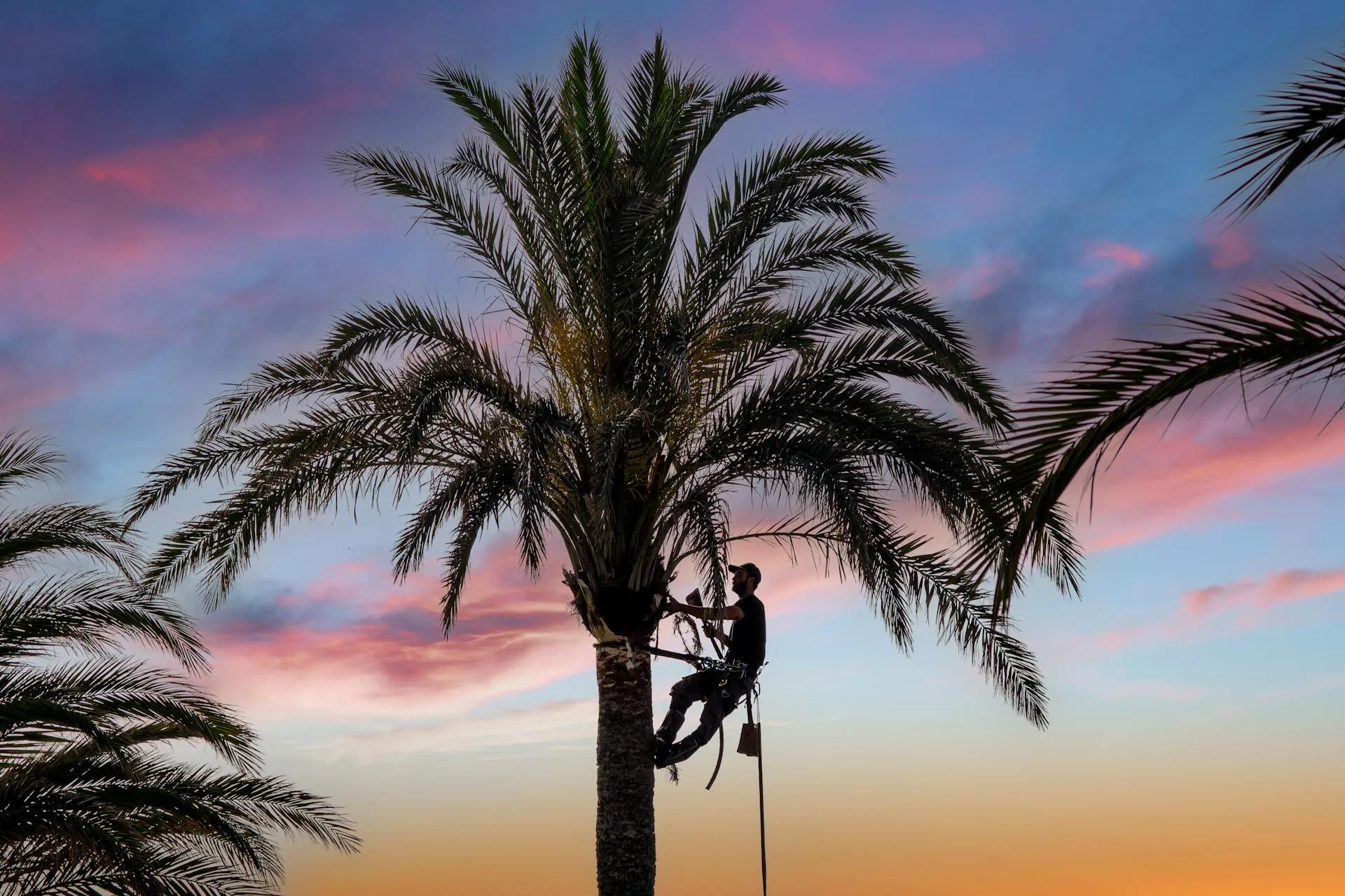 Mature Canary Island date palm in well-maintained shape on Glenelg coastal streetscape