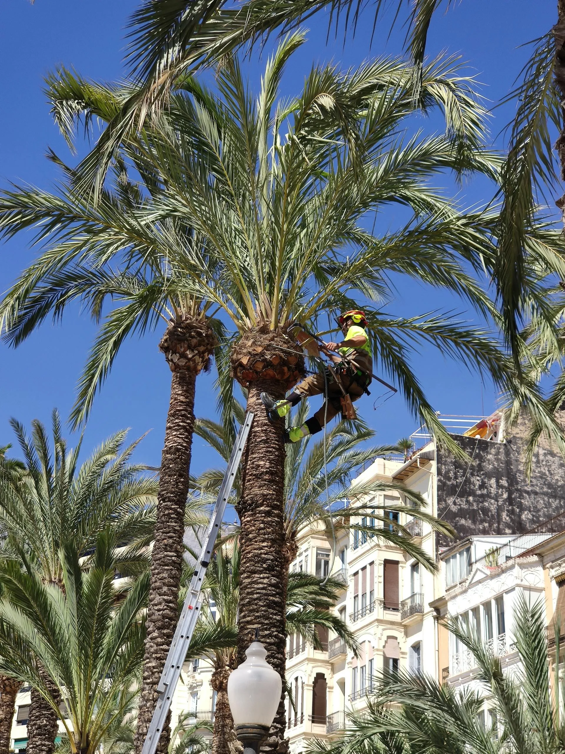 Adelaide arborist sectionally dismantling a tall Canary Island Date palm in a coastal backyard