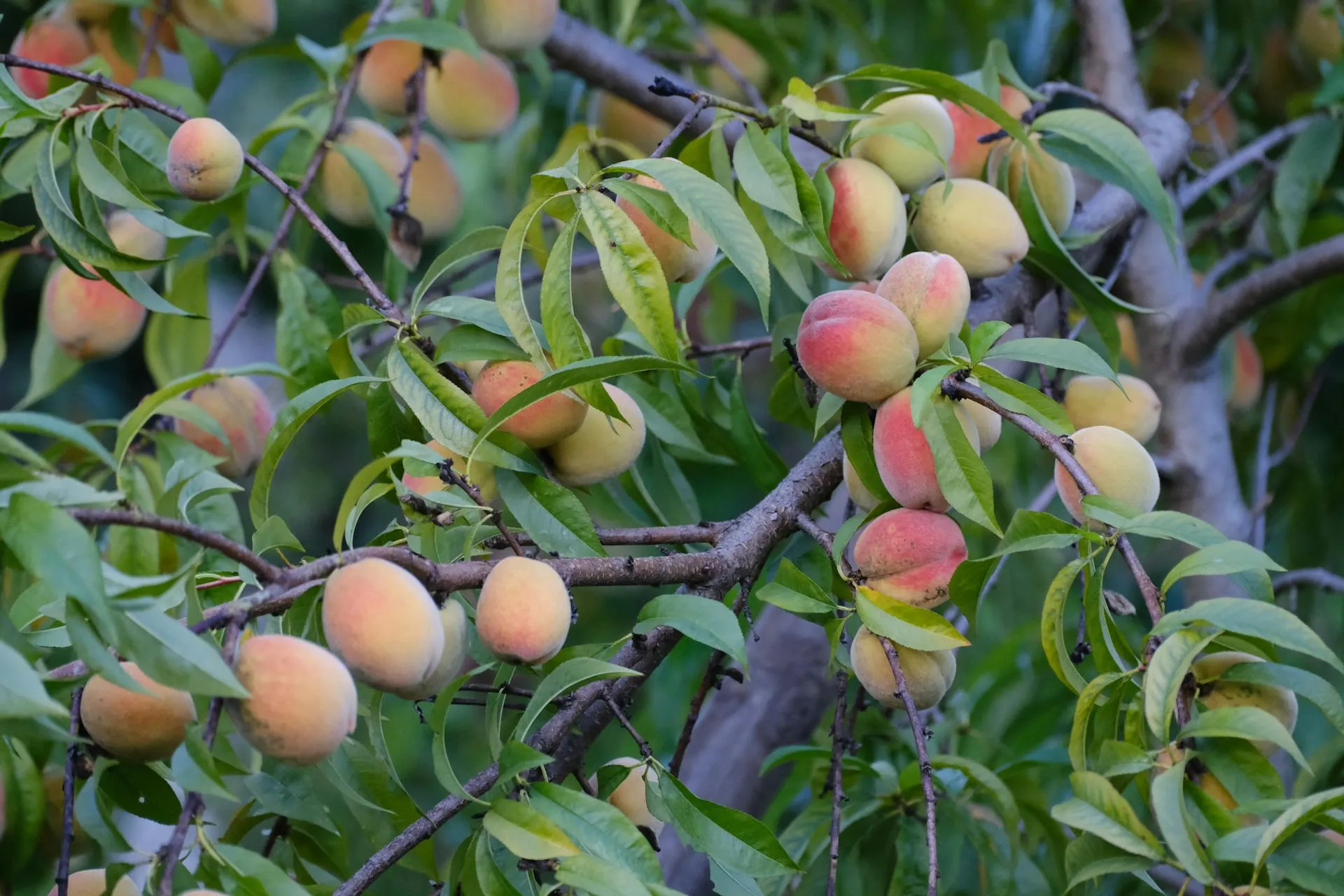 Backyard Adelaide orchard with peach apple and citrus trees in vase shape pruning