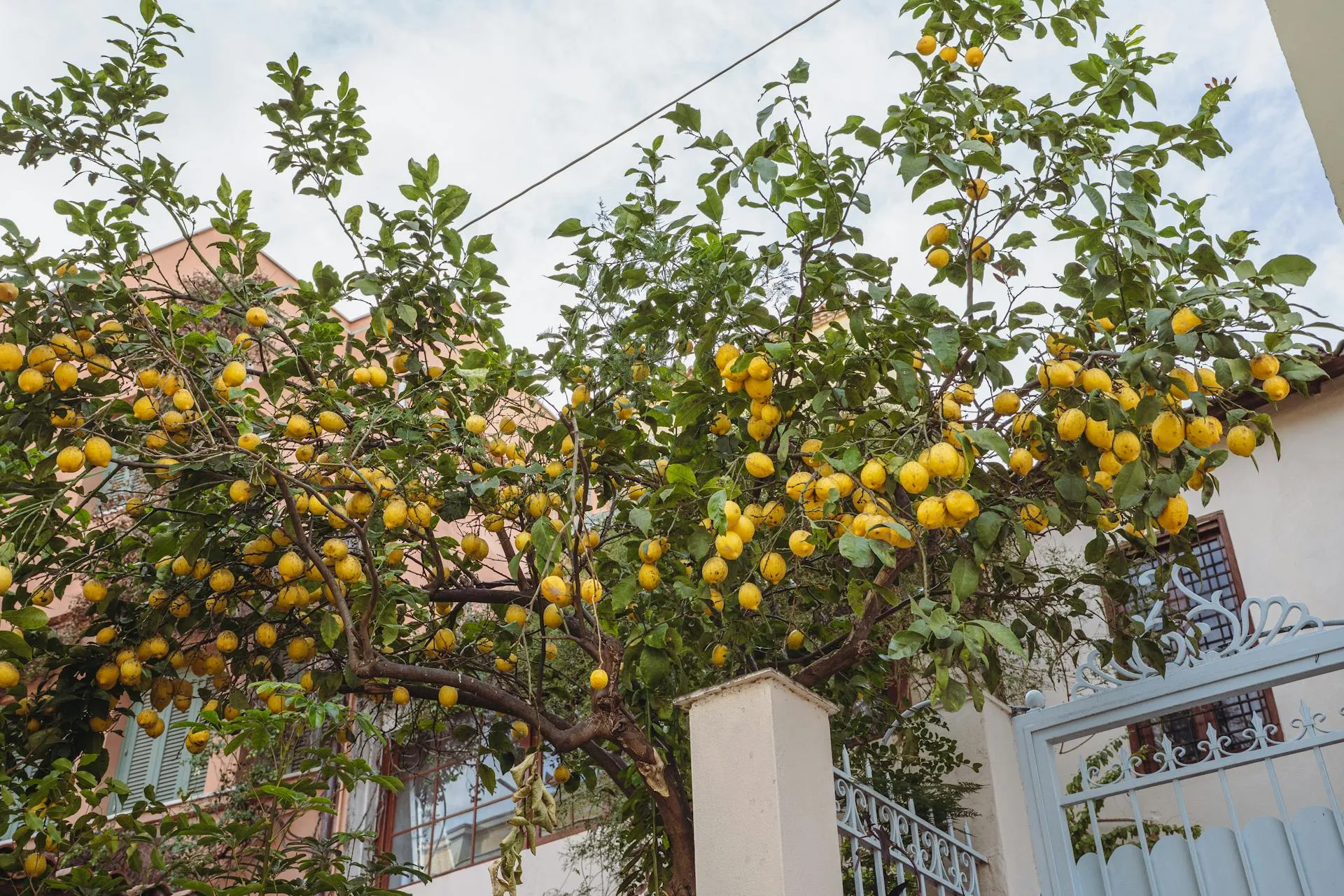 Healthy backyard lemon tree heavy with fruit in an Adelaide suburban garden