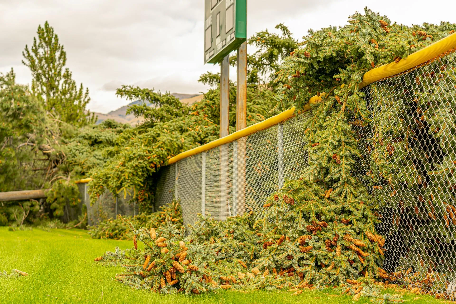 Storm-fallen tree across a residential boundary fence in suburban Adelaide after severe weather