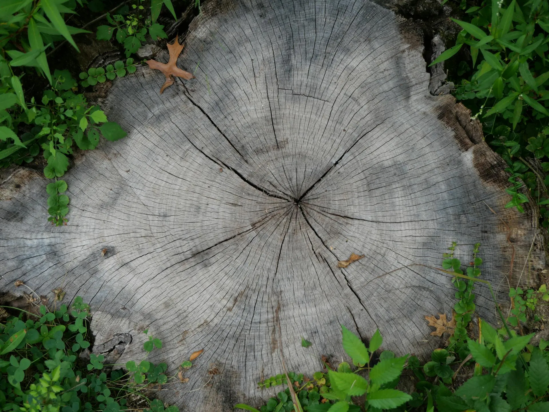 Stump grinder mid-cut on a mature eucalyptus stump in an Adelaide backyard with fresh chip pile
