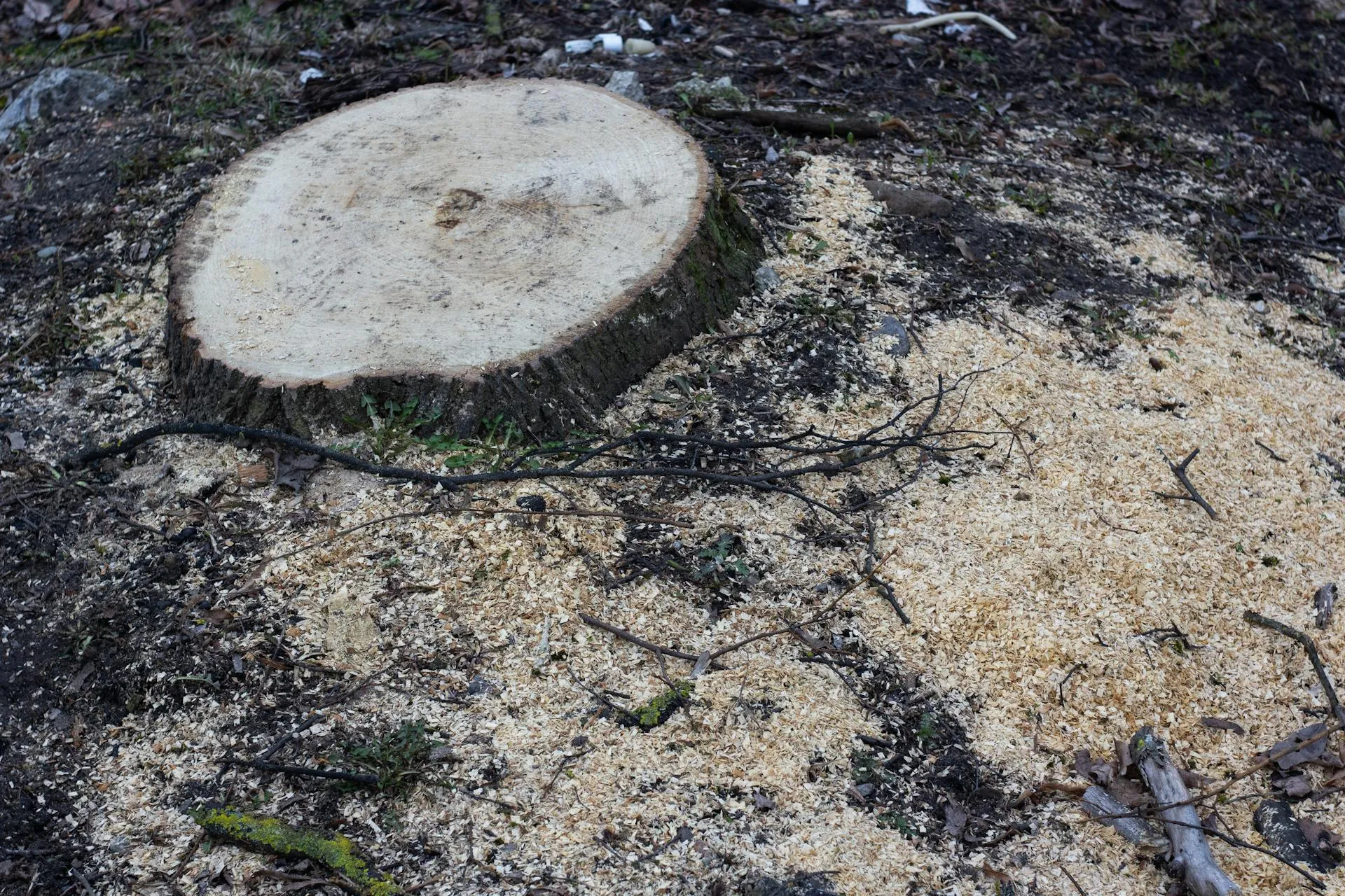 Freshly cut tree stump on dirt ground surrounded by sawdust after recent grinding