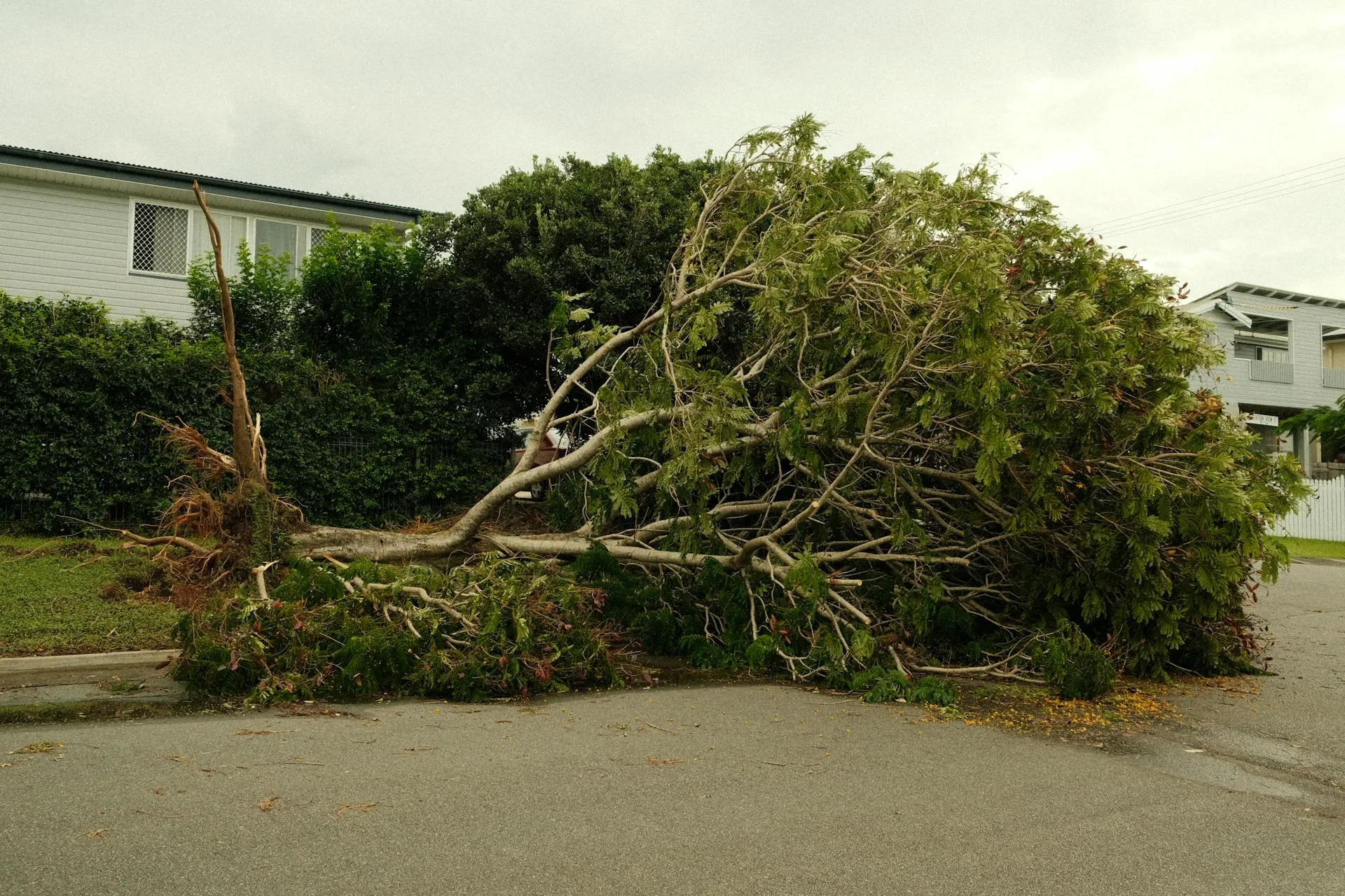 Storm-felled tree resting on a residential roof in Adelaide after severe weather