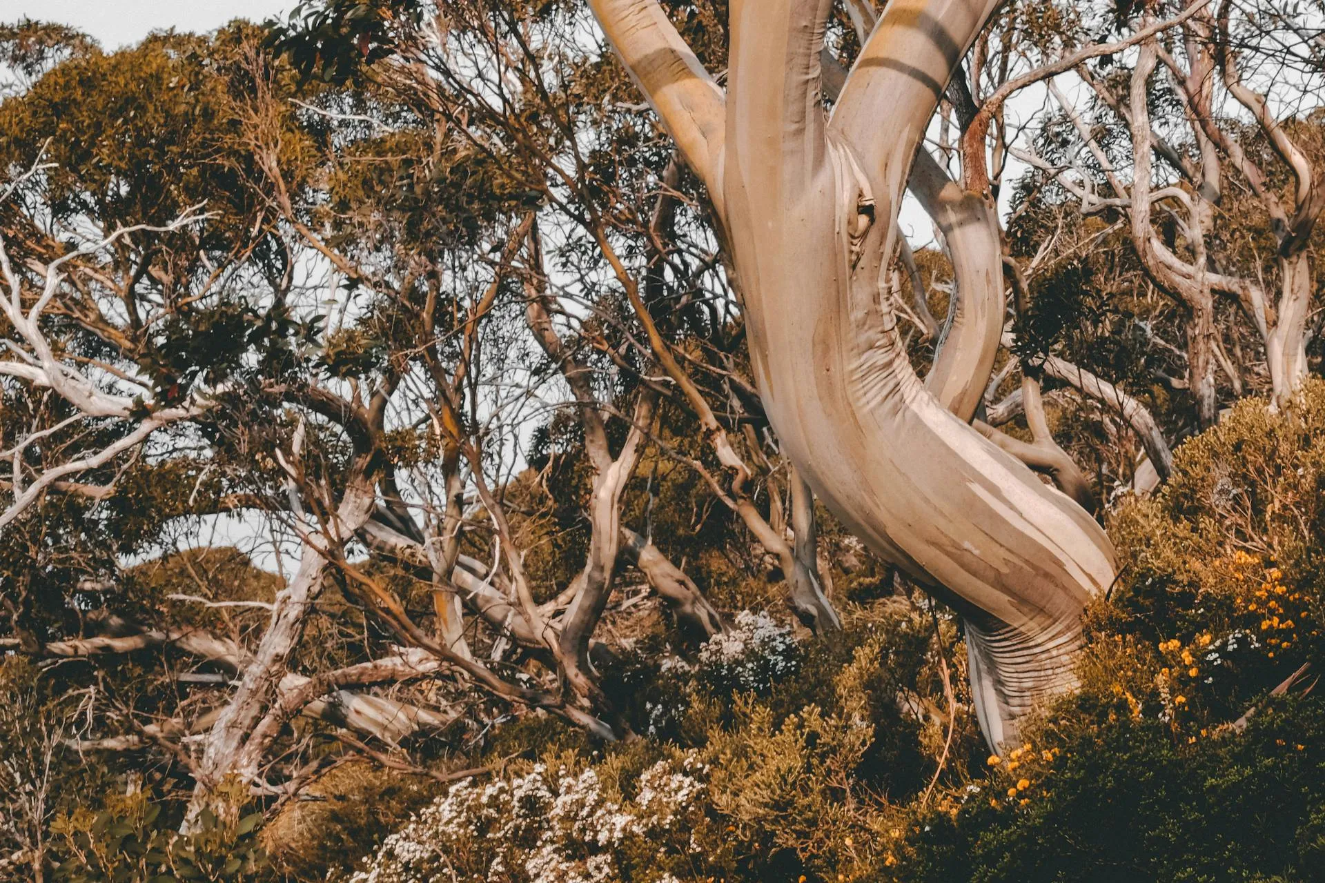 Large stringybark eucalypt on a sloped Adelaide Hills property with dwelling and bushfire-zone setting visible