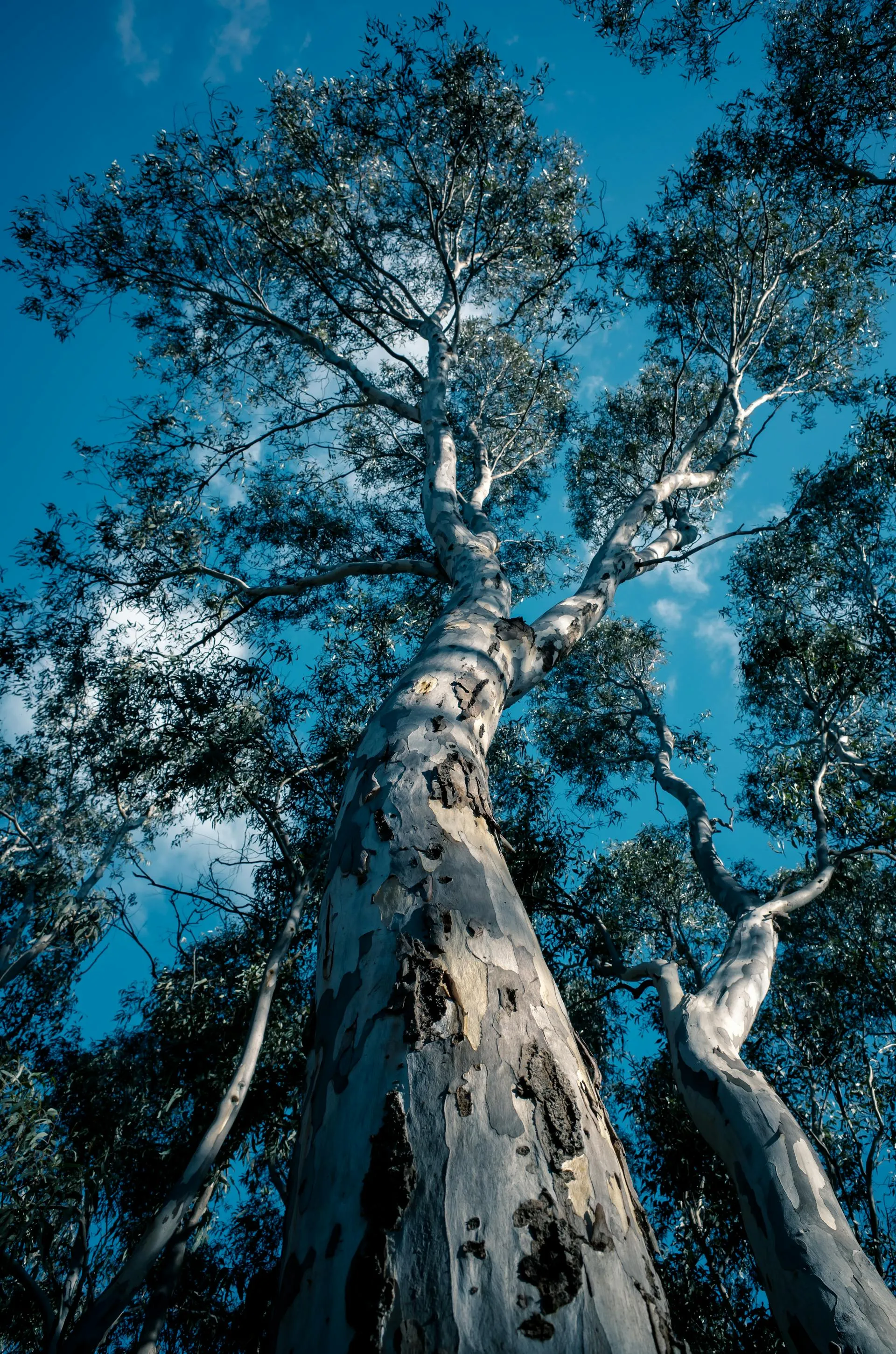Low-angle view of a tall mature eucalypt against bright blue sky on a residential block