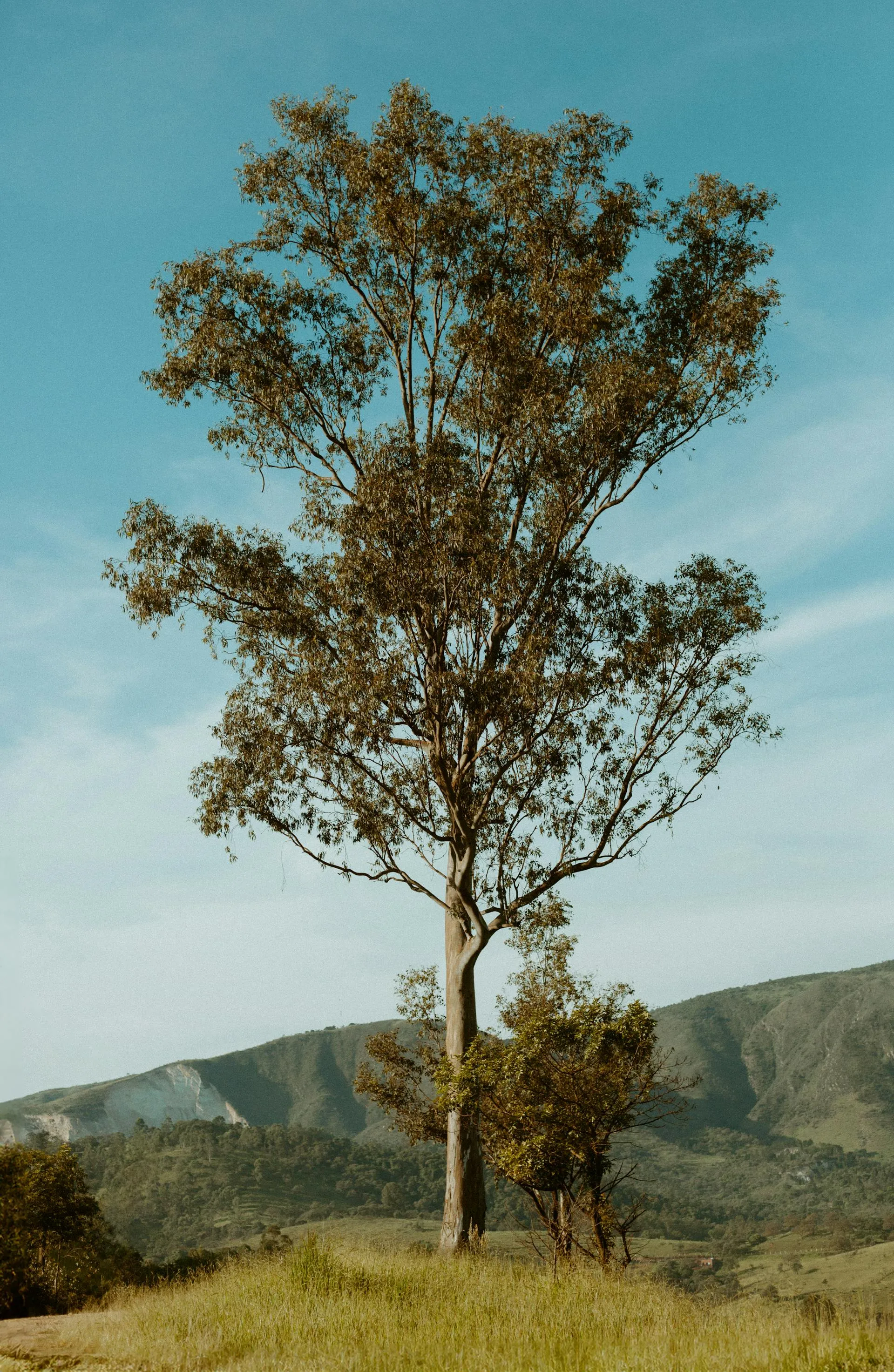 Mature river red gum on a sloped Belair foothills property in the Mitcham council area Adelaide