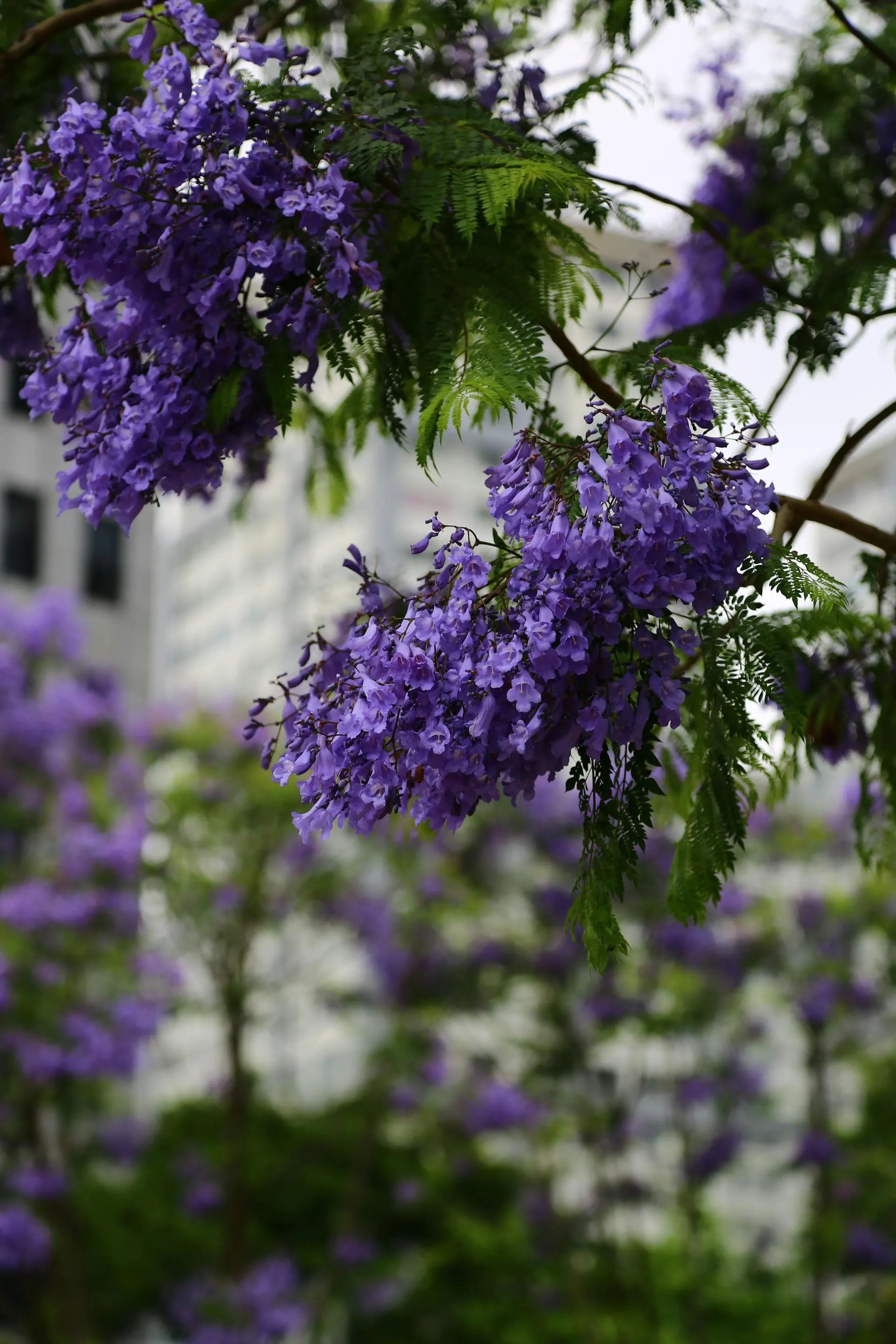 Mature jacaranda in purple bloom on a Norwood Parade tree-lined Adelaide street