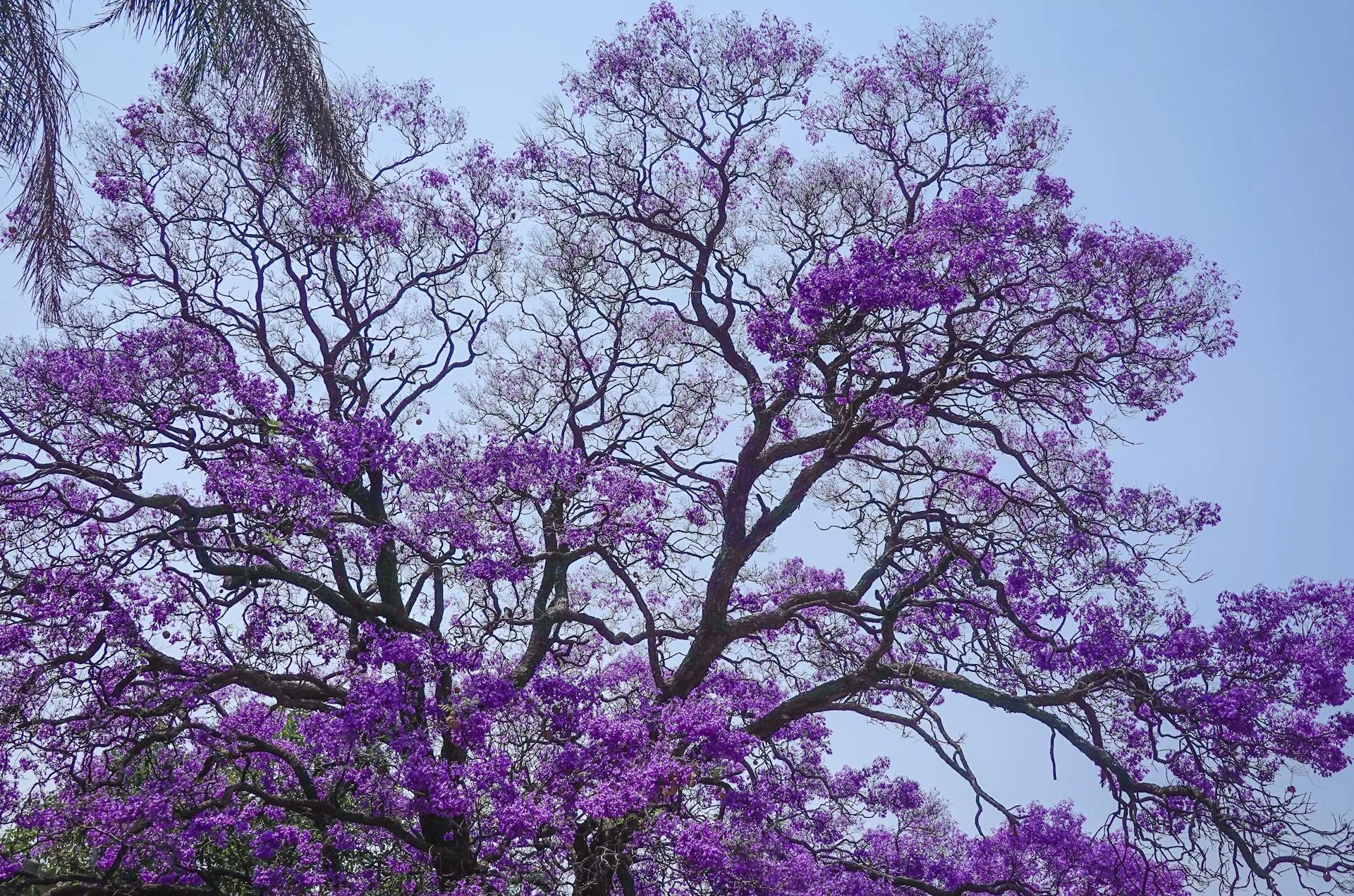 Mature listed plane tree on a Goodwood Road heritage character street in Unley Adelaide