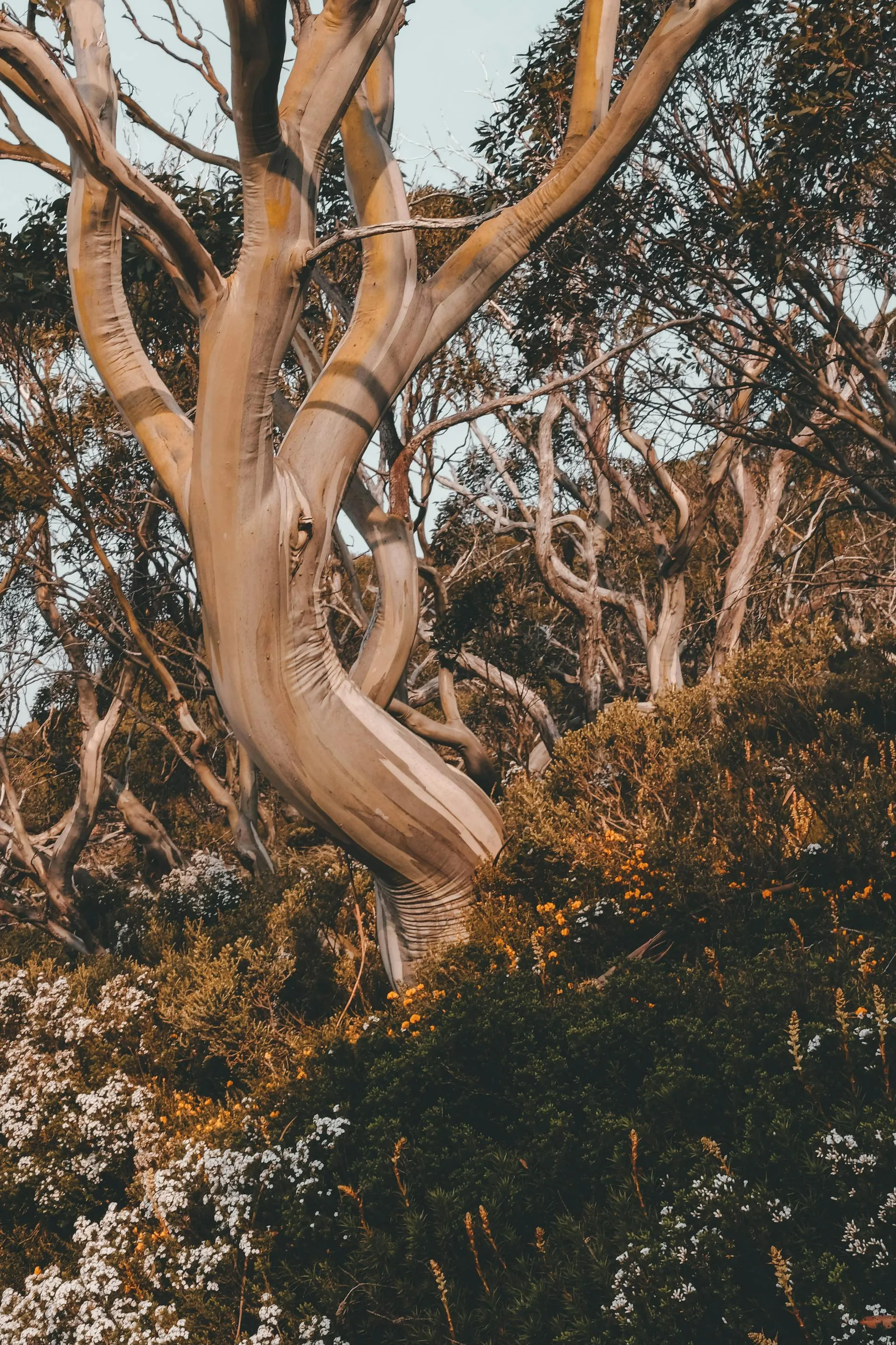 Twisted mature gum trees in a regulated bushland setting under a soft daytime sky